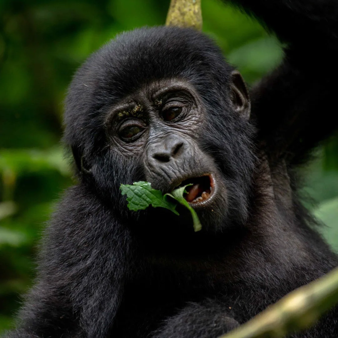Gorilla Trekking