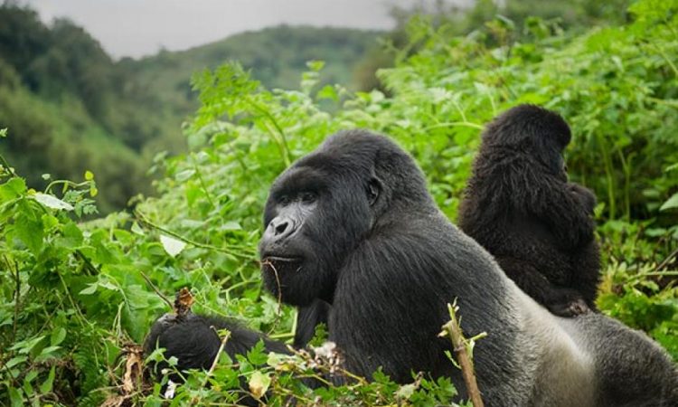 Mgahinga Gorilla National Park